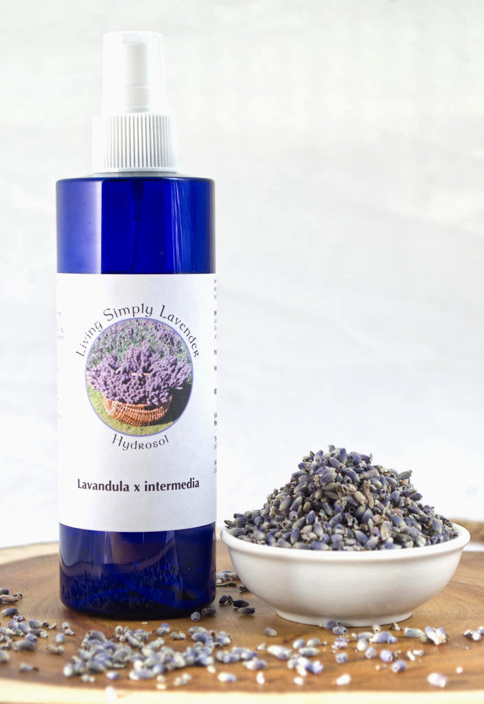Lavender Therapeutic Hydrosol - x intermedia Lavandin