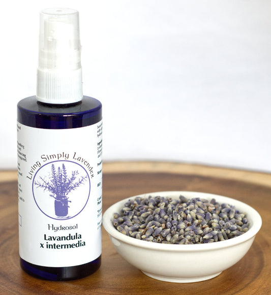 Lavender Therapeutic Hydrosol - x intermedia Lavandin